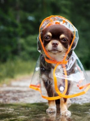 impermeable para perros